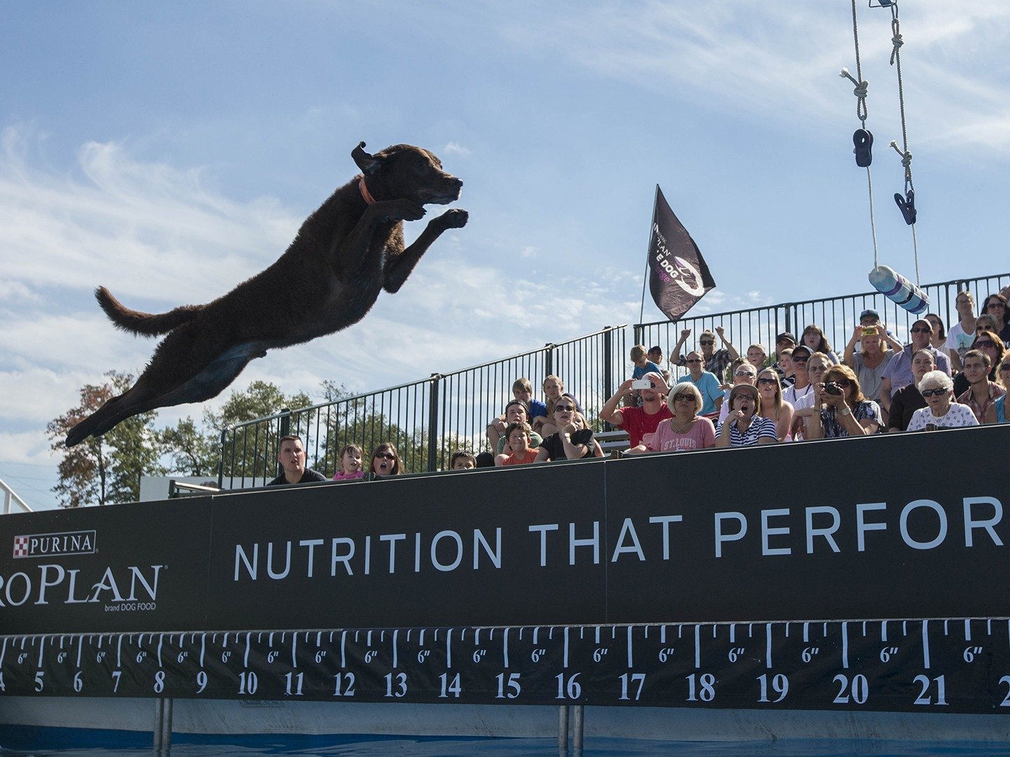 The Incredible Dog Challenge on TV Channels and schedules