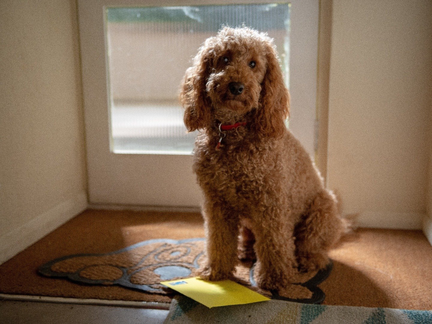 Waffle the Wonder Dog on TV Season 3 Channels and schedules