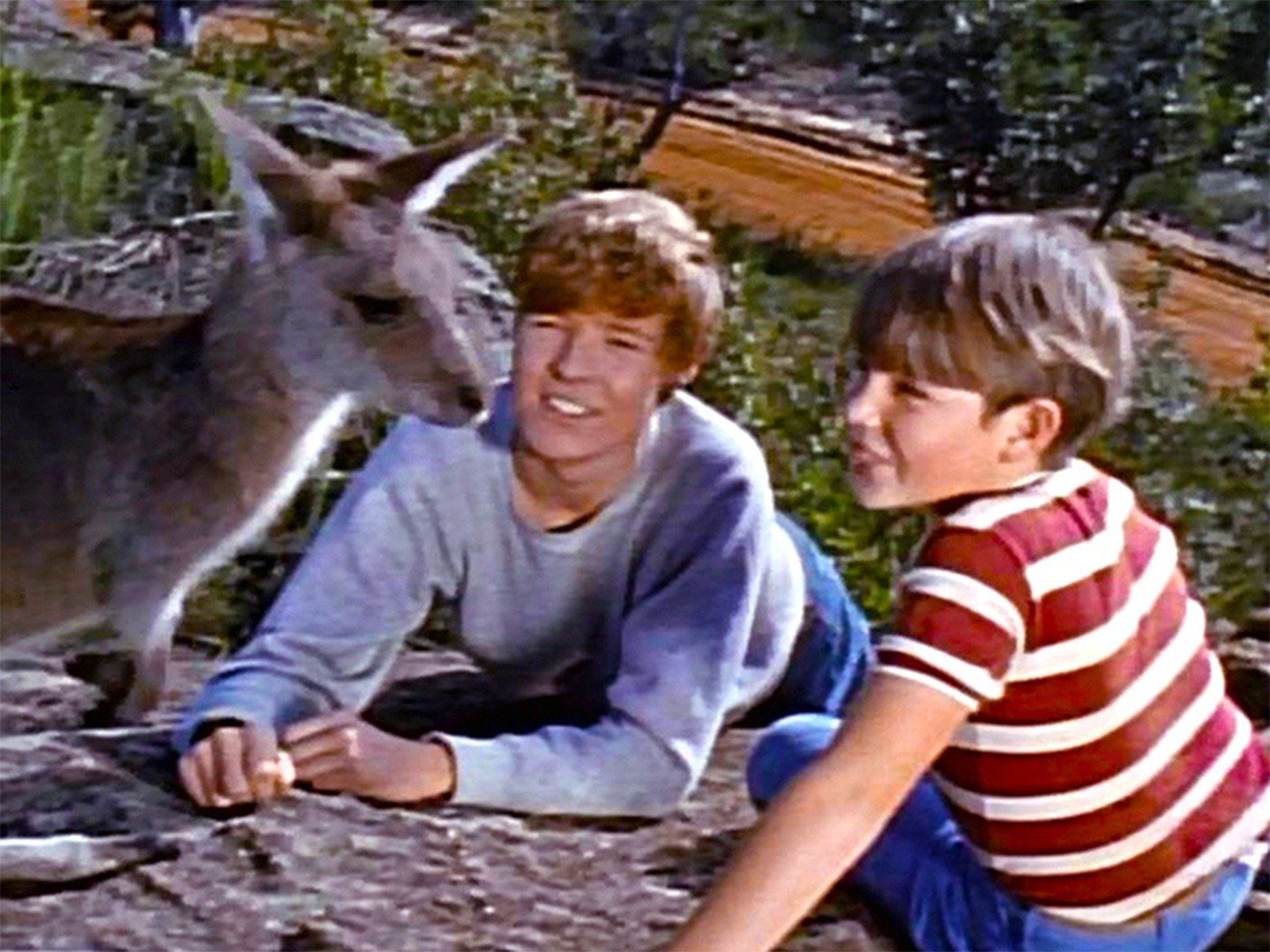 Skippy on TV Series 1 Episode 1 Channels and schedules TV24.co.uk Skippy on TV Series 1 Episode 1 Channels and schedules TV24.co.uk