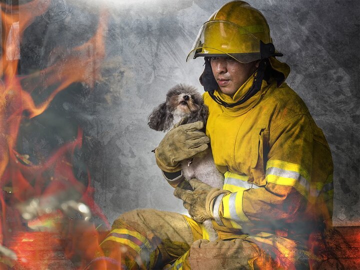 100 Amazing Animal Rescues on TV | Channels and schedules | tv24.co.uk
