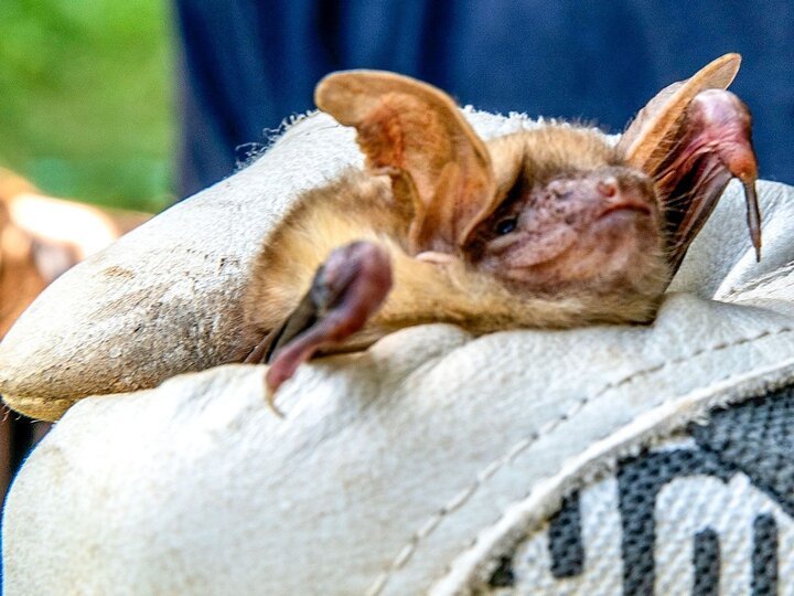 Inside the Bat Cave on TV Biology Diagrams