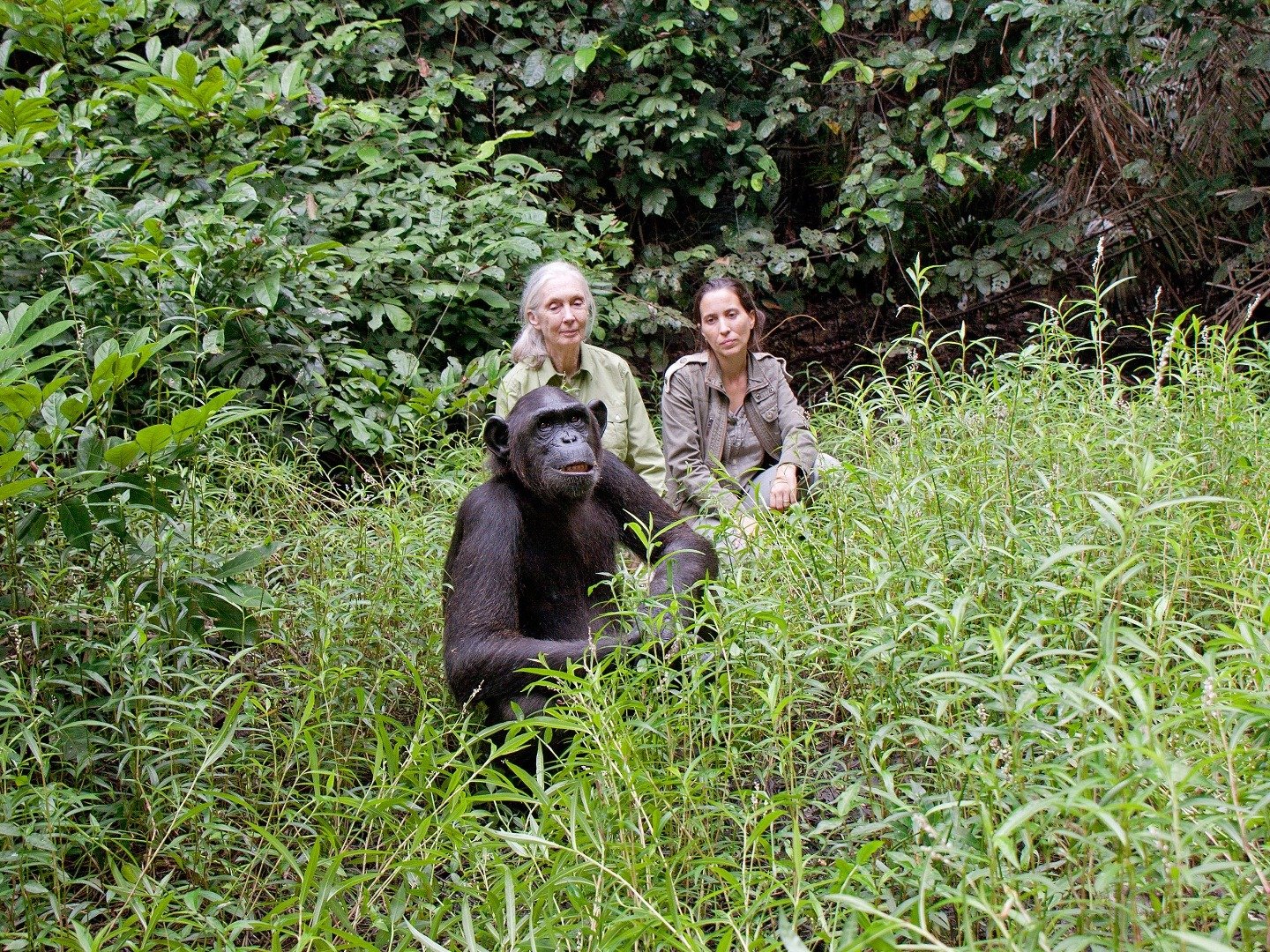 Schimpansen im Kongo mit Jane Goodall on TV | Channels and schedules ...