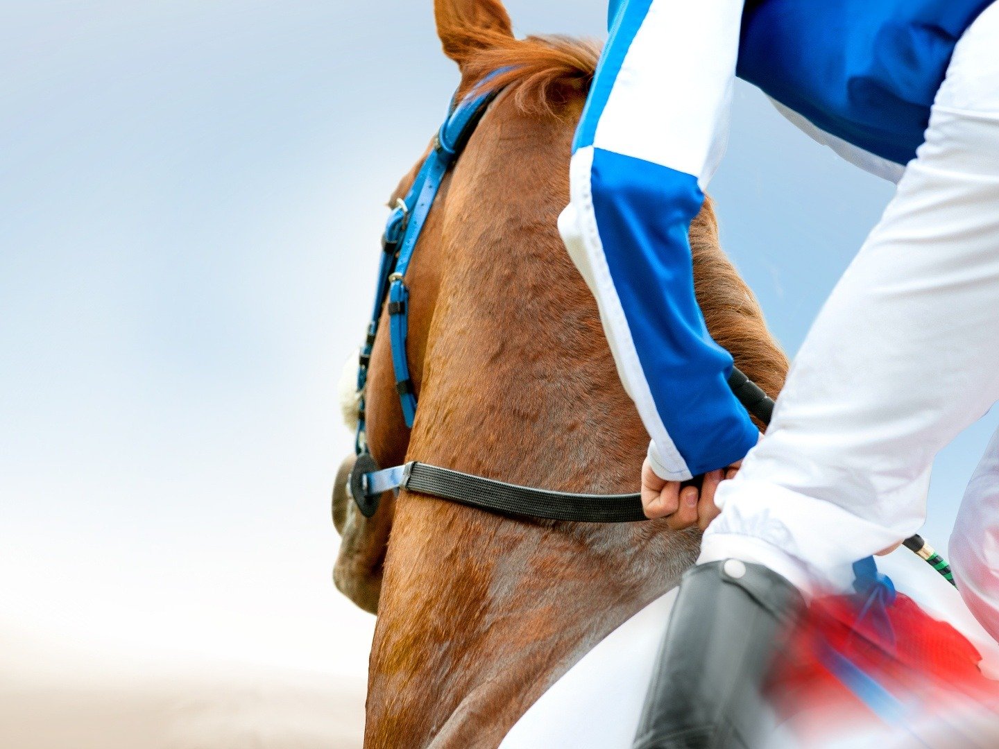 Longines Royal International Horse Show on TV Channels and schedules TV24.co.uk Longines Royal International Horse Show on TV Channels and schedules TV24.co.uk