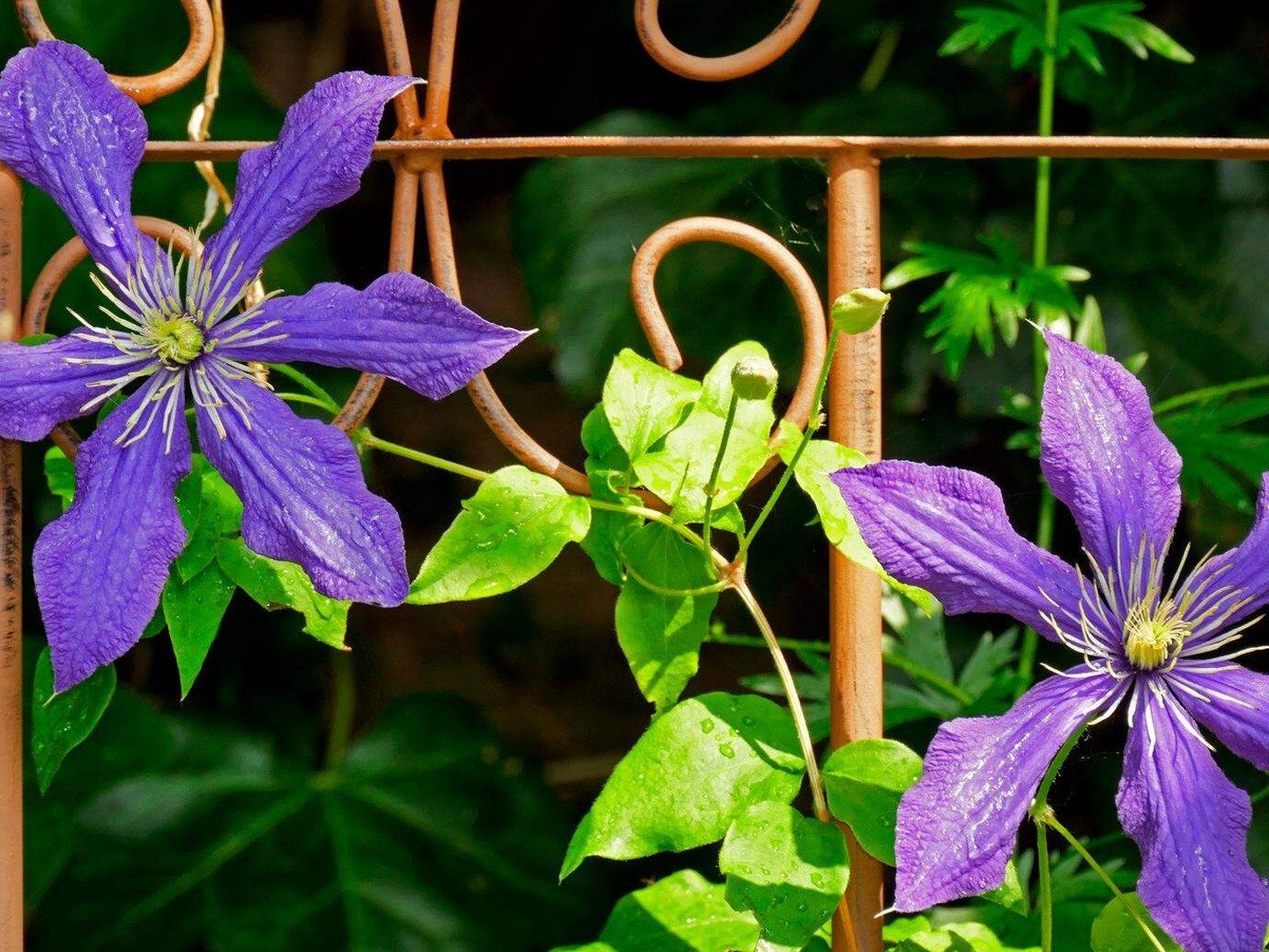 Schnittgut. Alles aus dem Garten on TV Channels and schedules TV24