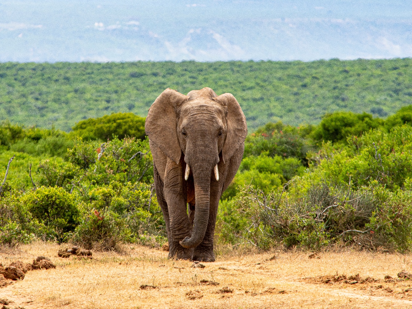 Safarilive Sunrise On Tv Series 19 Episode 593 Channels And