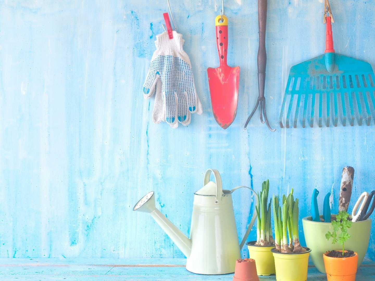 Garden Bargains on TV Channels and schedules TV24.co.uk