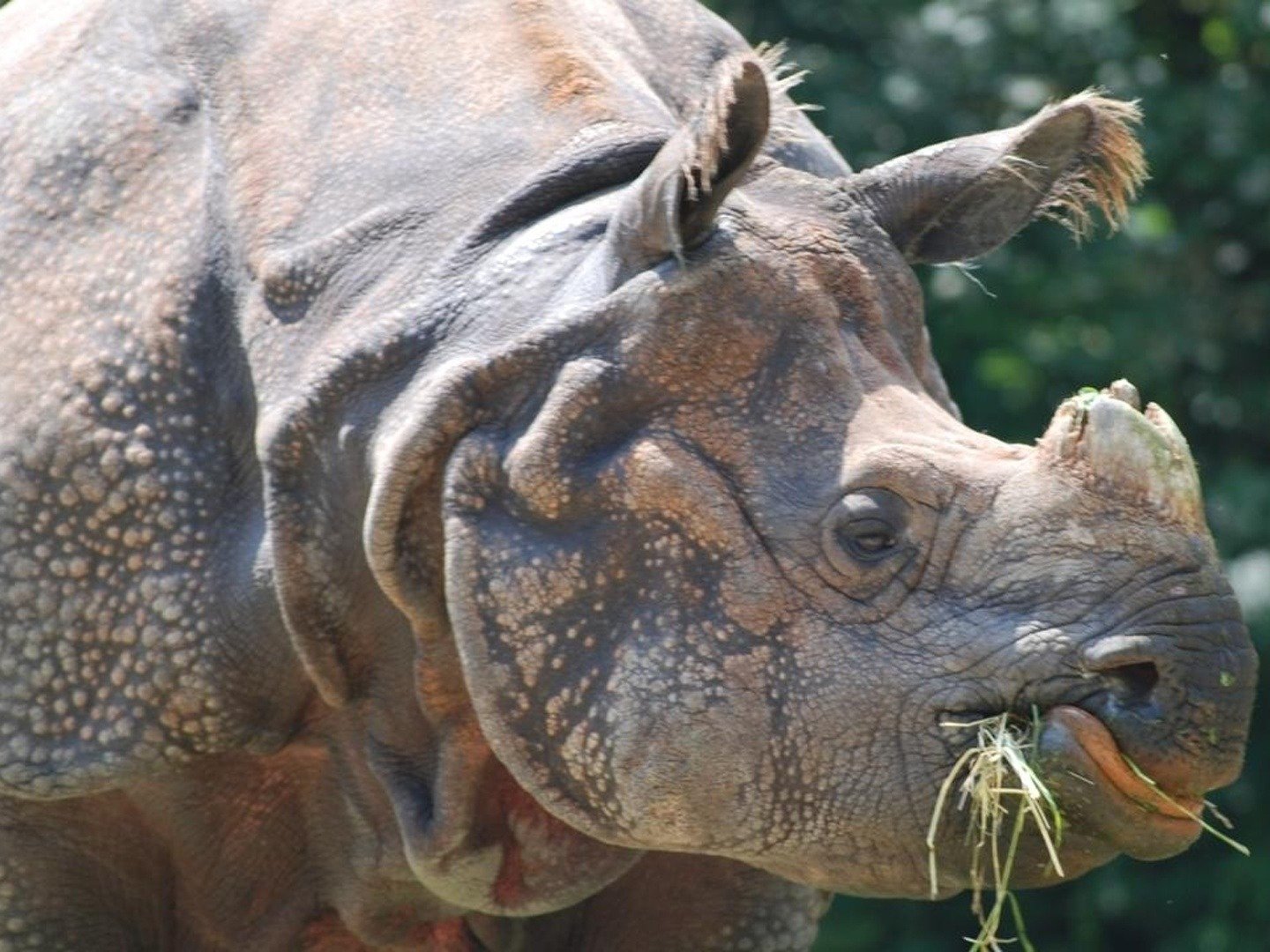 Nashorn, Zebra & Co. on TV | Channels and schedules | TV24.co.uk